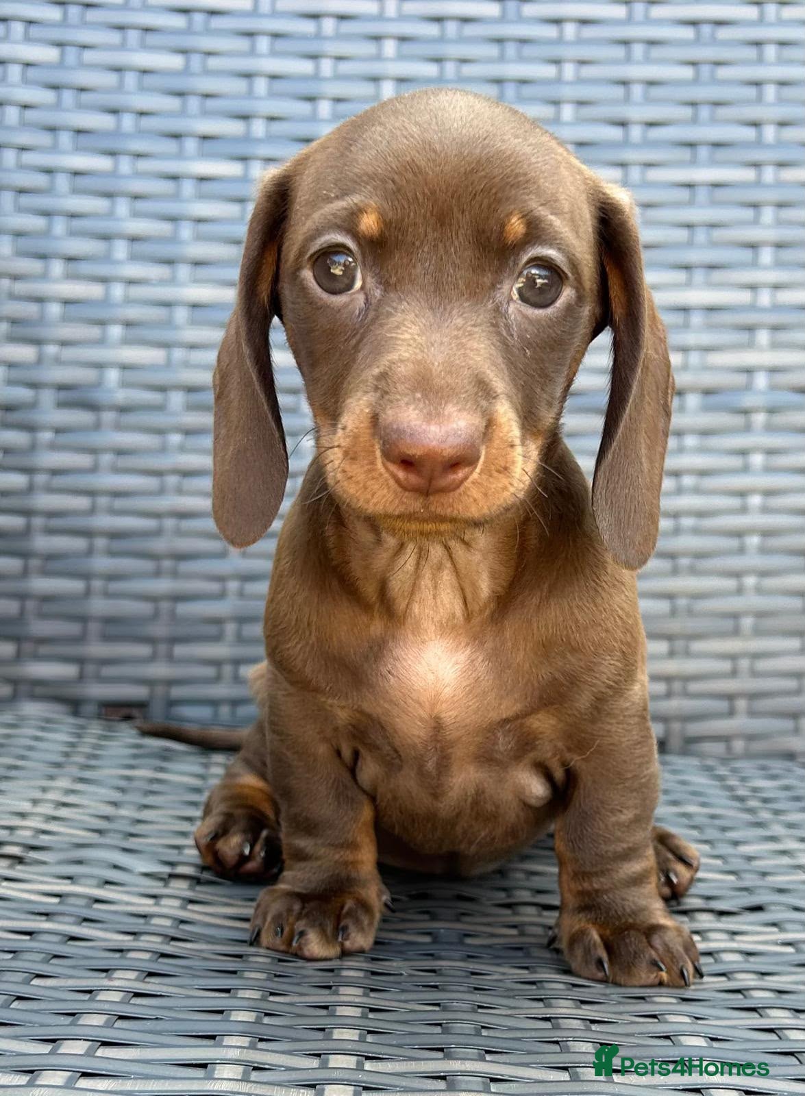 Miniature Dachshund dogs Kc reg miniature Dachshunds chocolate & Tan girls - Advert 18