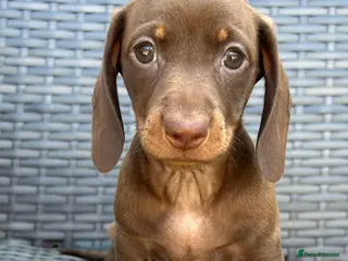 Miniature Dachshund dogs Kc reg miniature Dachshunds chocolate & Tan girls - Advert 18