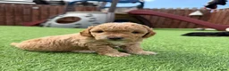 Jackapoo dogs for sale: Jackapoo Puppies - Advert 16