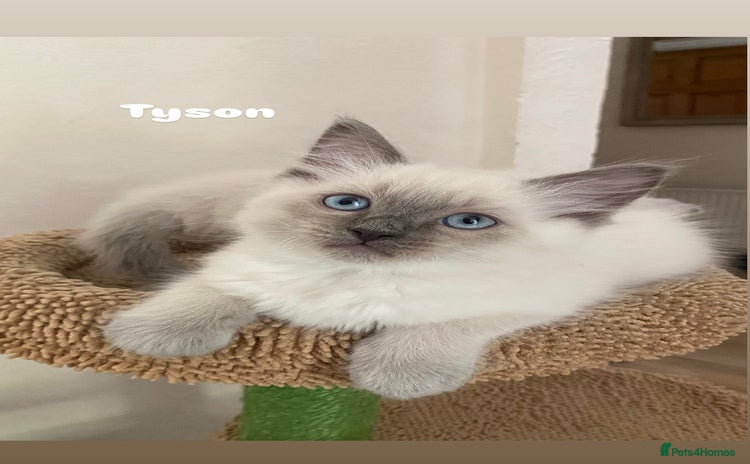 Ragdoll cats - Advert 6