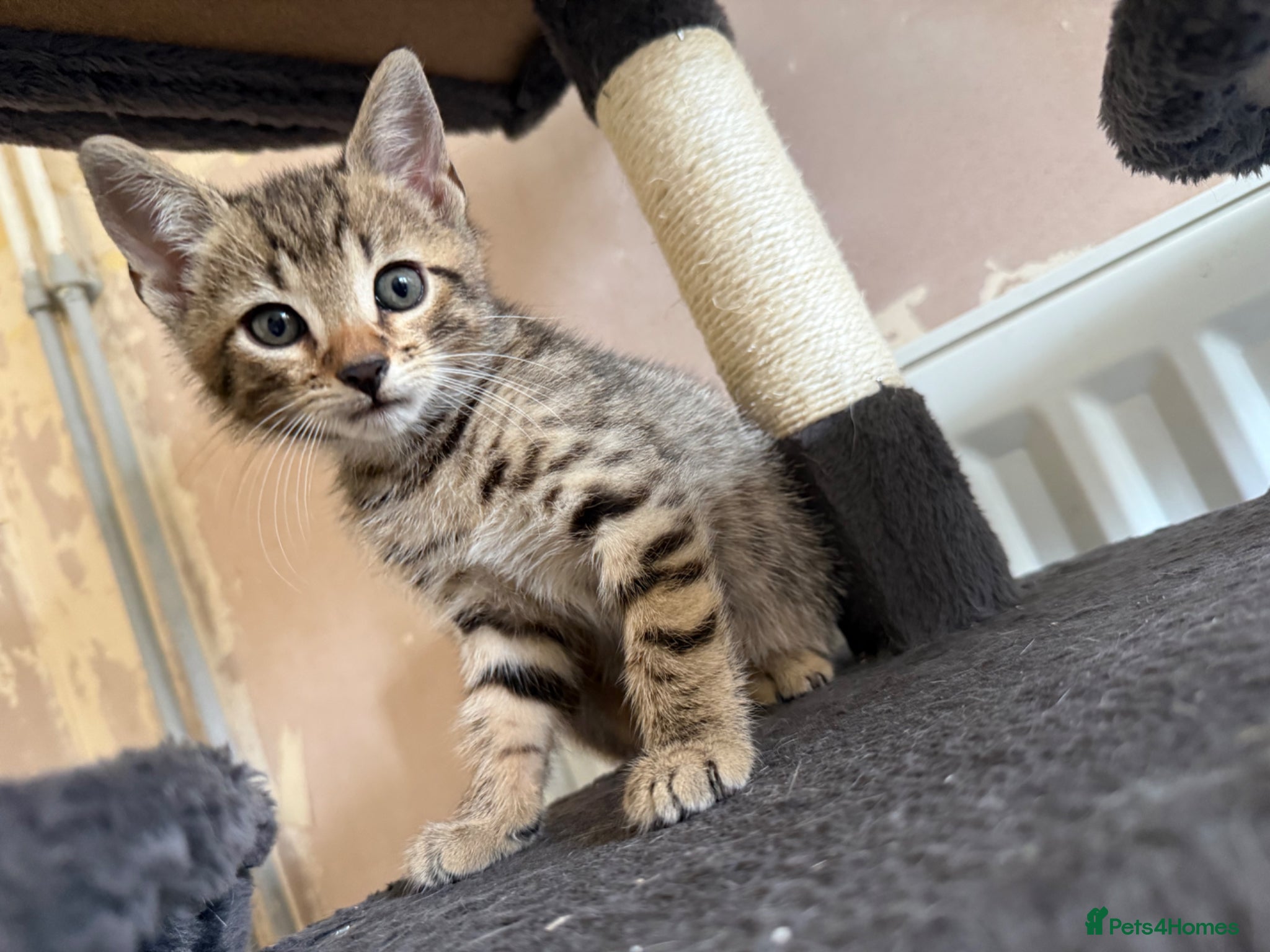 Bengal cats Cute Tabby/bengal kitty Looking for a Loving Home! - Advert 5