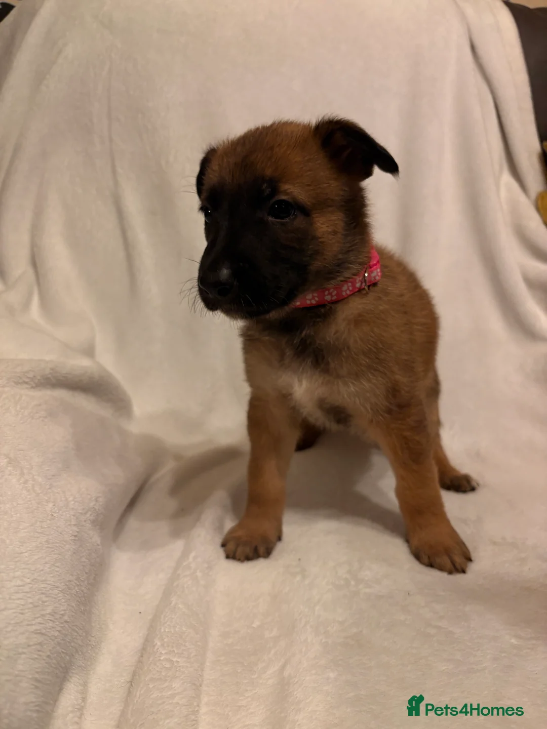Mixed Breed dogs for sale: Belgium malinois x German shepherd - Advert 2