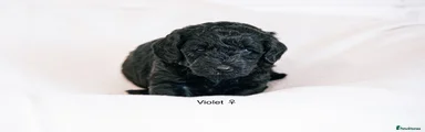 Violet