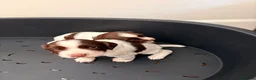 English Springer Spaniel dogs for sale: English springer spaniels liver and white  in Cupar - Advert 7