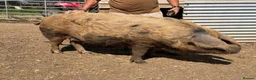 Pig livestock for sale: Oxford sandy and black Sow. - Advert 6