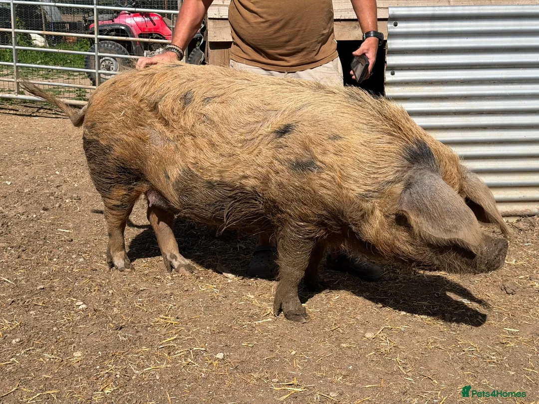 Pig livestock for sale: Oxford sandy and black Sow. - Advert 6
