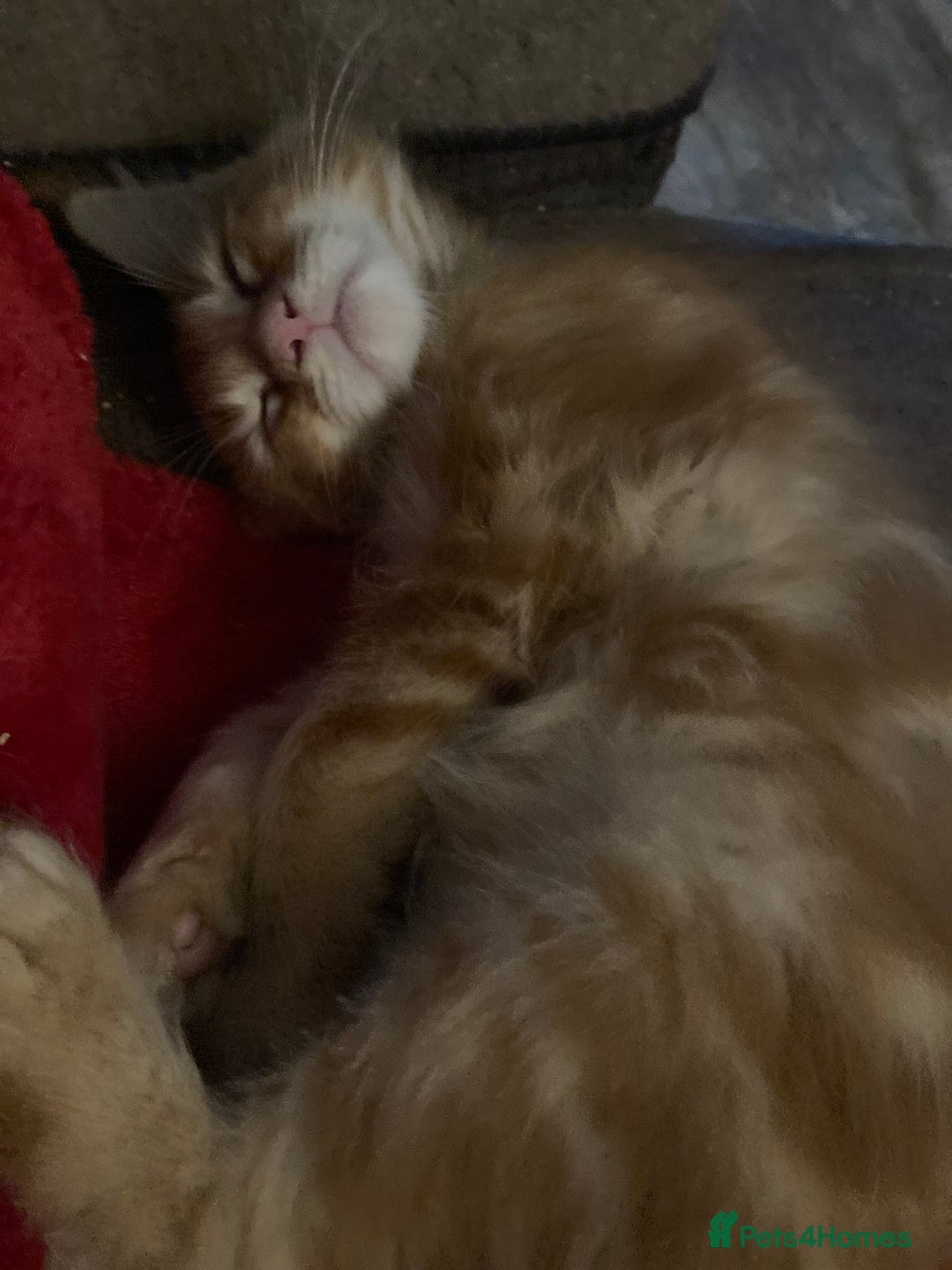 Maine Coon cats for sale: Red Maine Coon kittens  - Advert 5