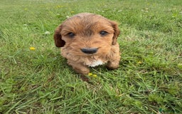 Cockapoo dogs for sale: Beautiful Cockapoo Puppies  - Image 17