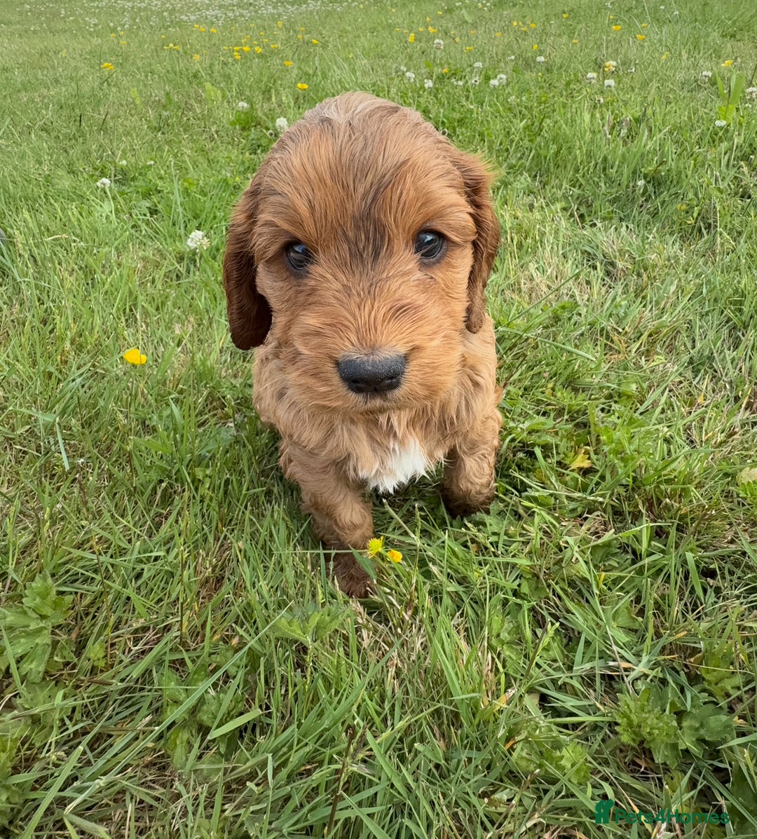 Cockapoo dogs for sale: Beautiful Cockapoo Puppies  - Image 17