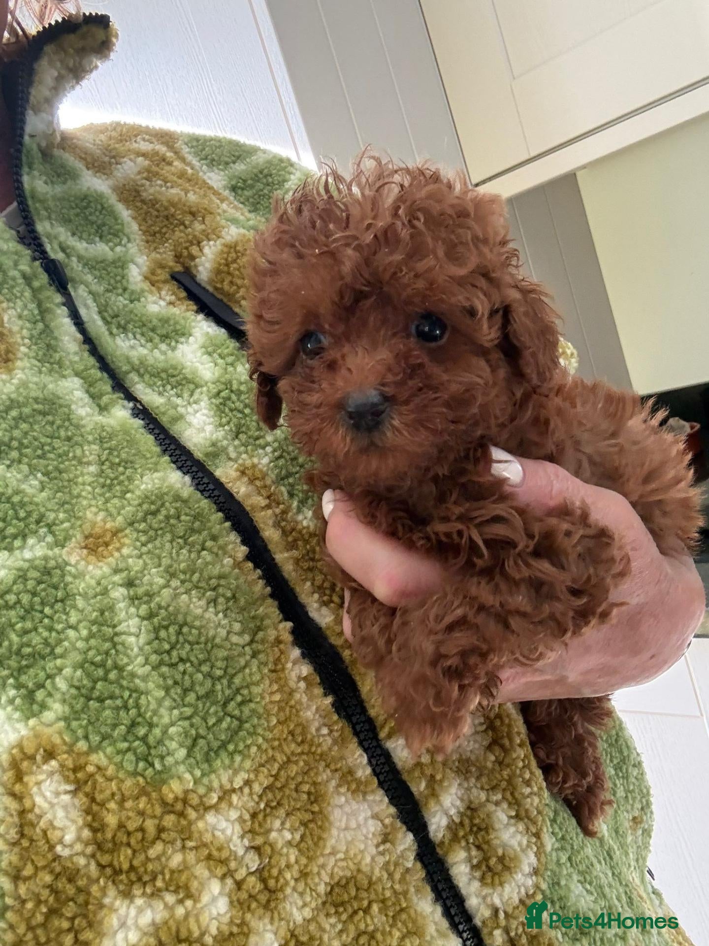 Toy Poodle dogs Dark Red Toy Poodle Puppies - ONE GIRL LEFT - Advert 22