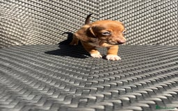 Dachshund dogs for sale: Dachshund Puppies  - Image 9
