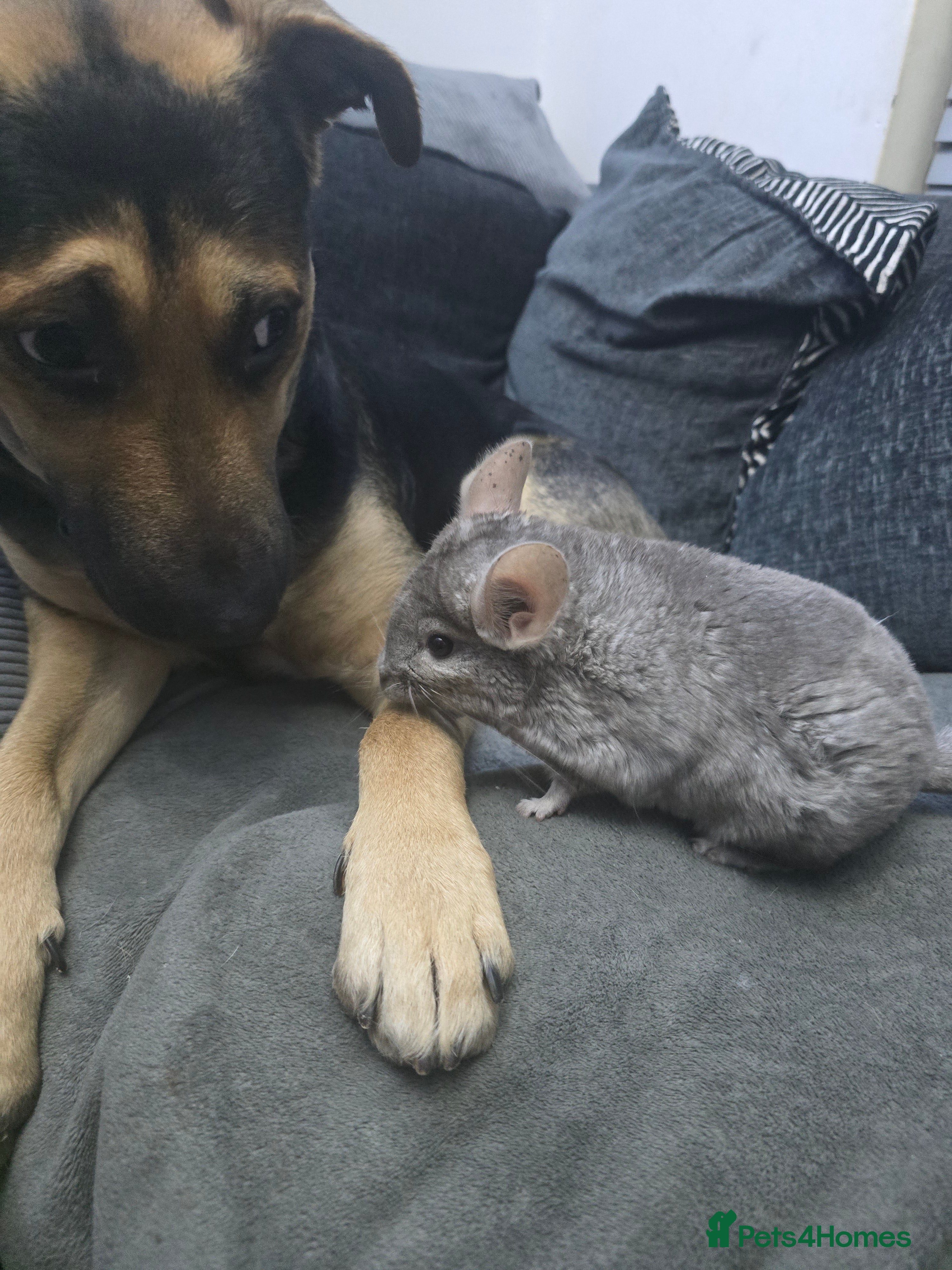 Chinchilla rodents Lovely Hetero baige Chinchilla kits  - Advert 1