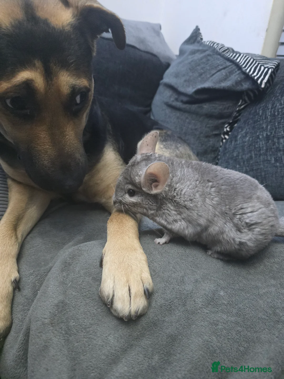 Chinchilla rodents for sale: Lovely Hetero baige Chinchilla kits  - Advert 1