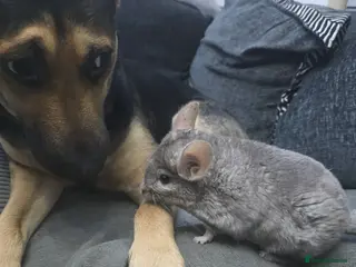 Chinchilla rodents Lovely Hetero baige Chinchilla kits - Advert 1