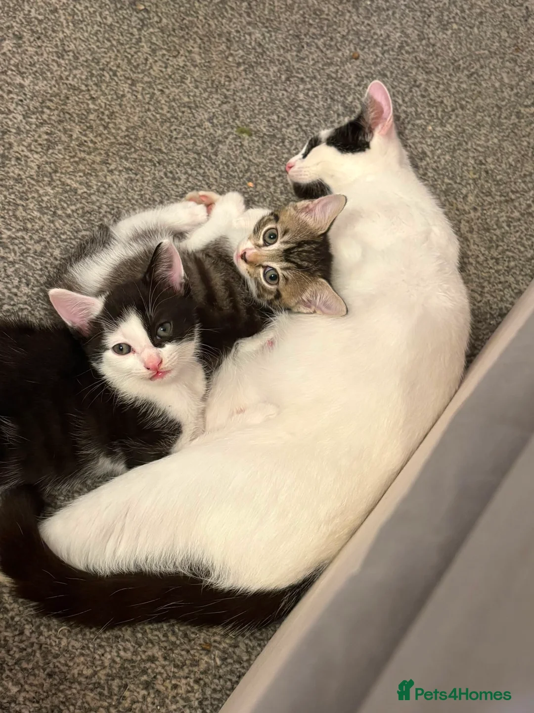 Mixed Breed cats for sale: Two litters of two cats in Coventry - Advert 2
