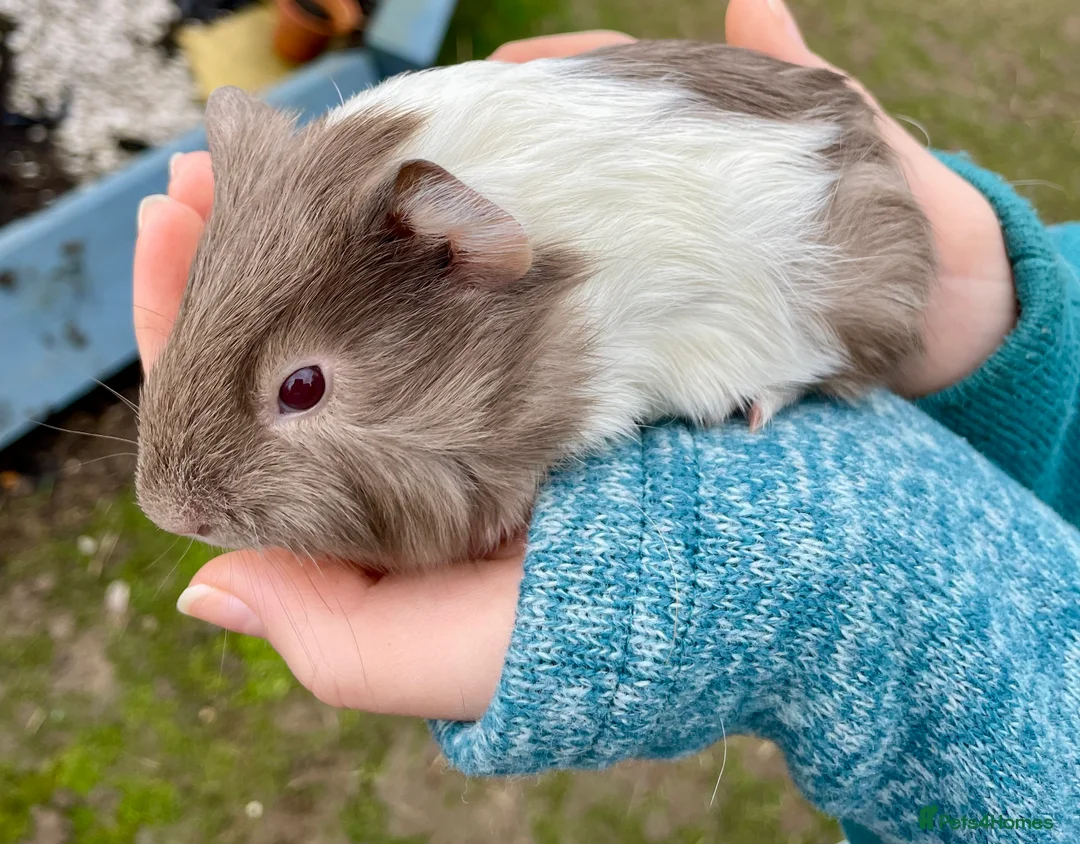 Guinea Pig rodents for sale: Bonded boys - Advert 2