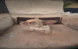 French Bulldog dogs for sale: Frenchie girl puppy’s 1 visual fluffy, 1 big rope  - Image 5