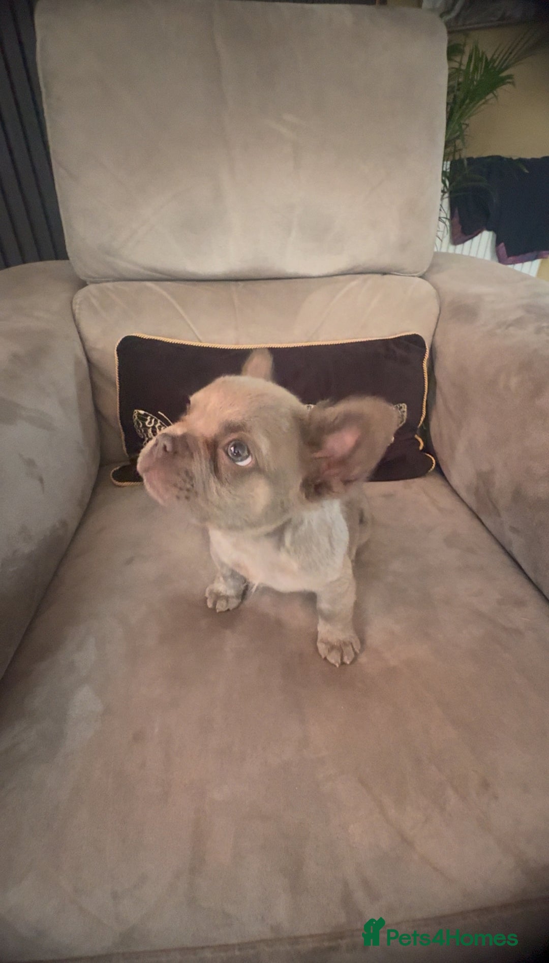 French Bulldog dogs for sale: Frenchie girl puppy’s 1 visual fluffy, 1 big rope  - Image 5