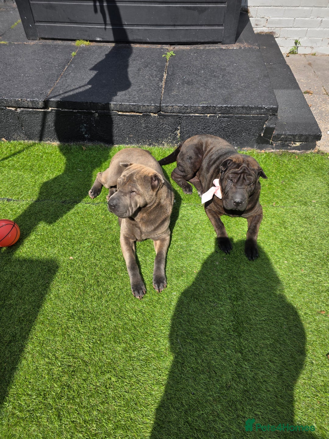 Shar Pei dogs for sale: 2 lovely shar pei looking for new home - Image 2