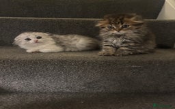 Scottish Fold cats for sale: RARE Triple folded ear Scottish fold kittens  - Image 14