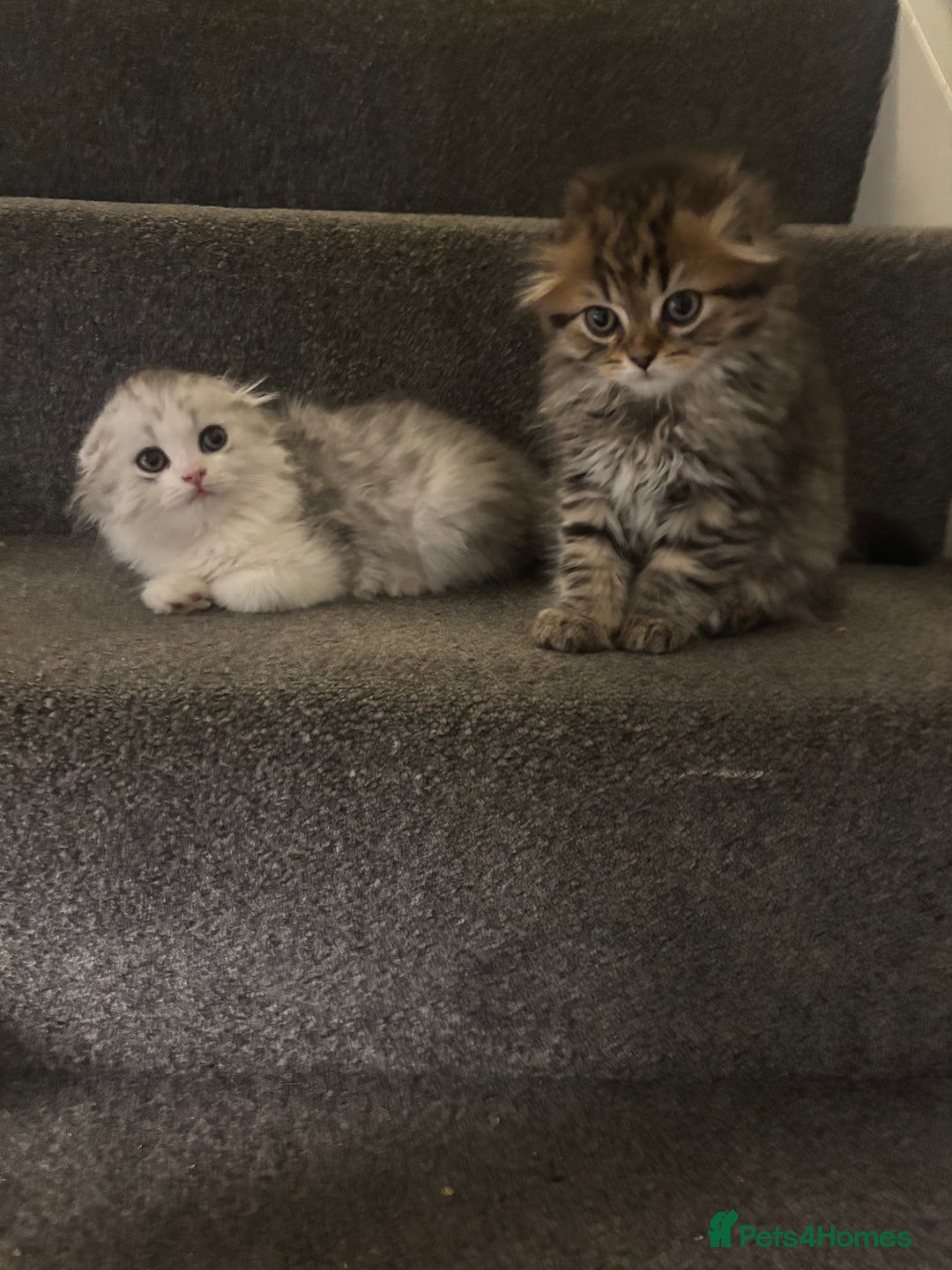 Scottish Fold cats for sale: RARE Triple folded ear Scottish fold kittens  - Image 14