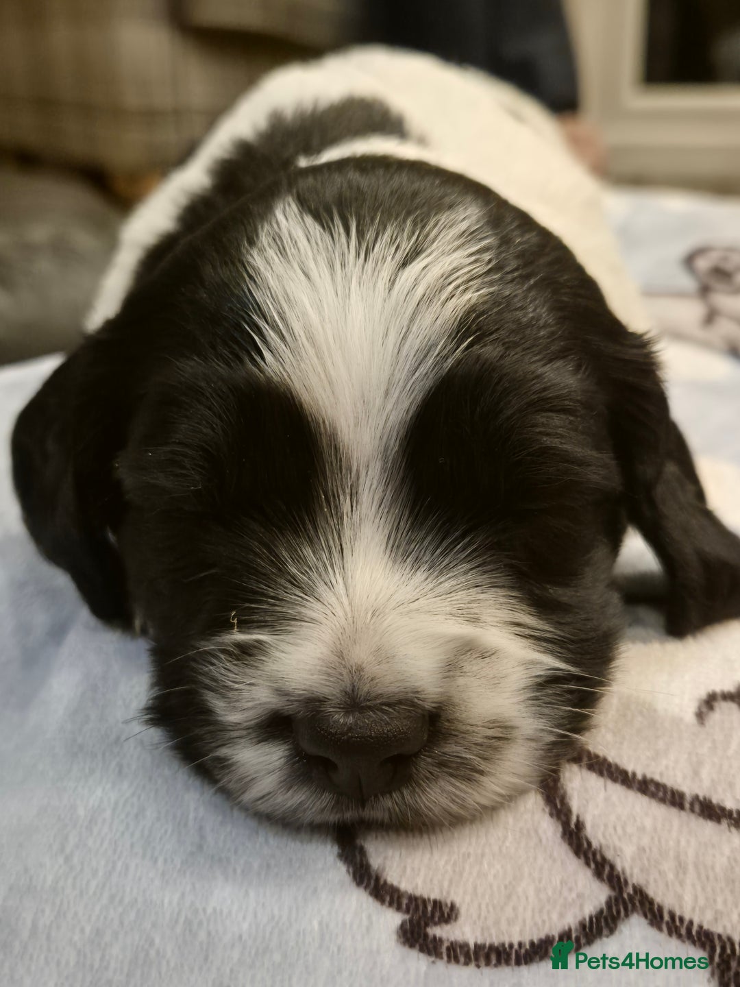 Sprocker dogs for sale: Beautiful Boy Sprocker Spaniel - Image 6