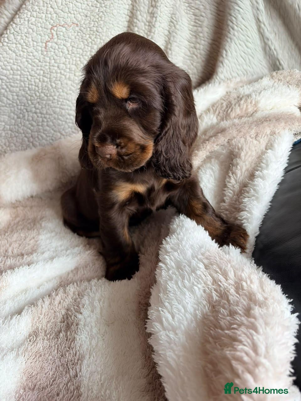 Cocker Spaniel dogs Beautiful Show Cocker Spaniel pup - Advert 15