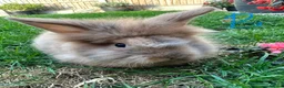 Lionhead rabbits for sale: Lionhead rabbits for sale  - Advert 3