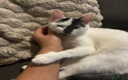 Domestic Shorthair cats for sale: Meet Lara & Tiger 🐾 - Image 3