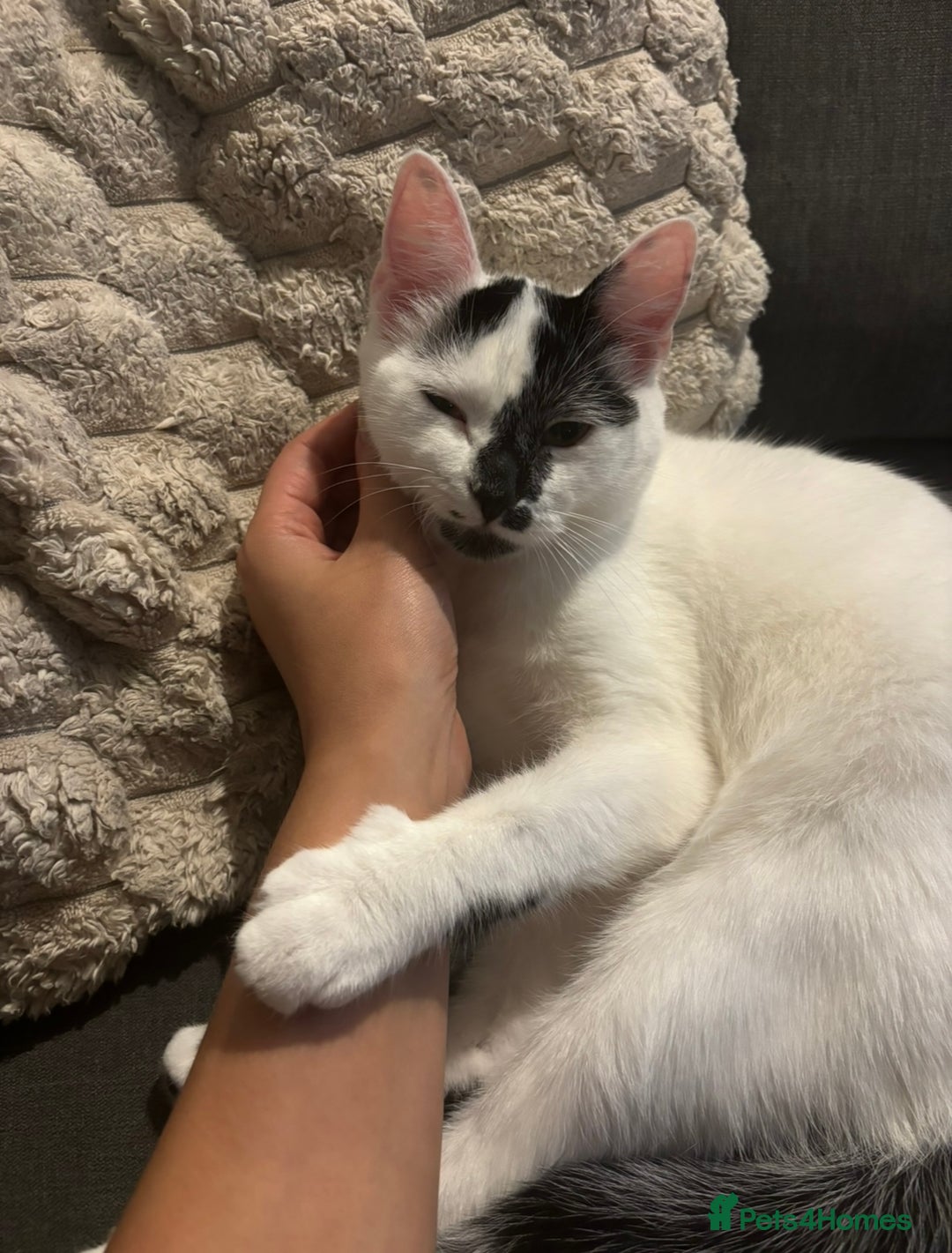 Domestic Shorthair cats for sale: Meet Lara & Tiger 🐾 - Image 3