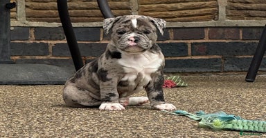 Olde English Bulldogge dogs - Advert 1