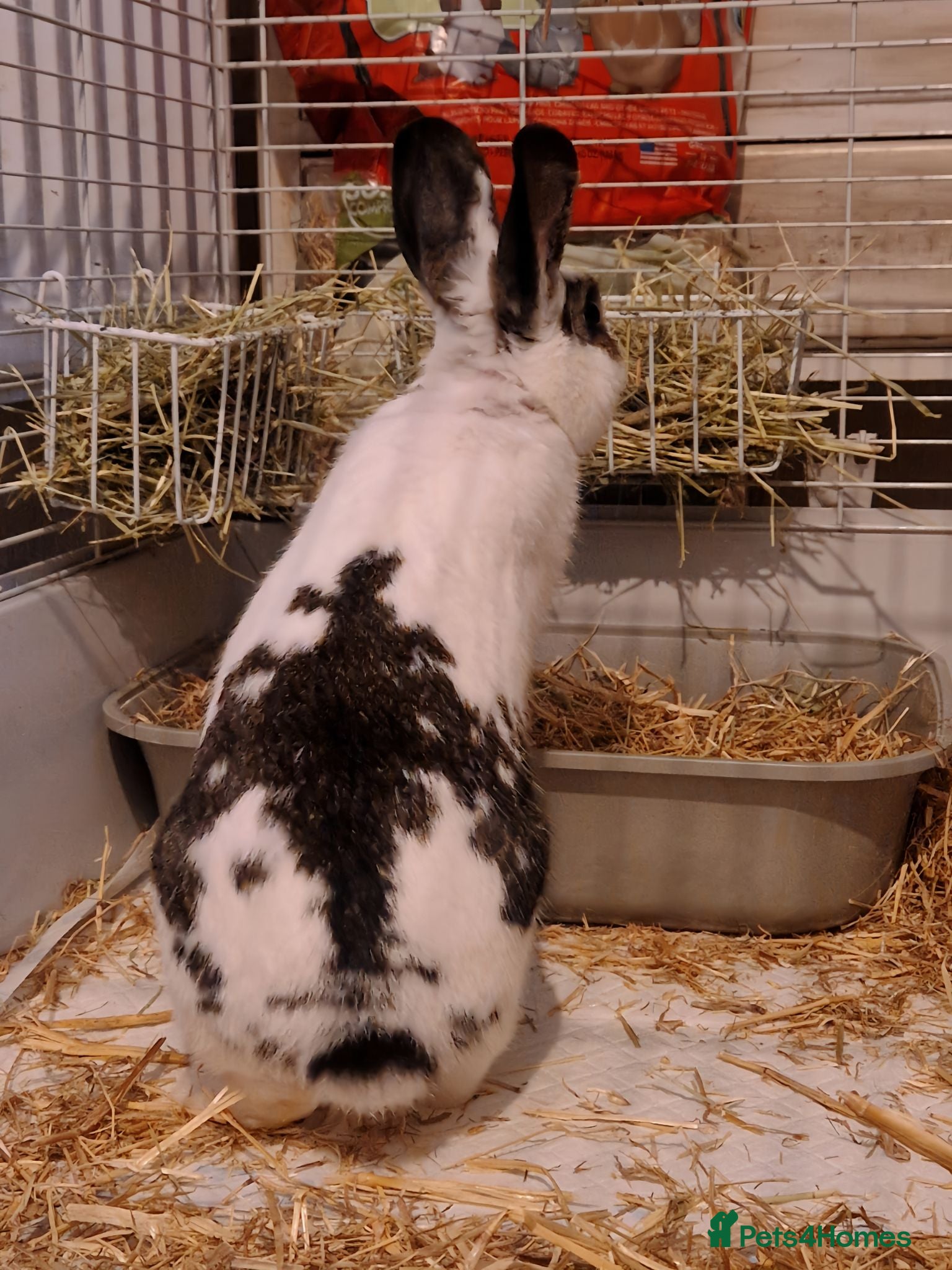 Dutch rabbits FREE MALE BUNNY - Advert 2