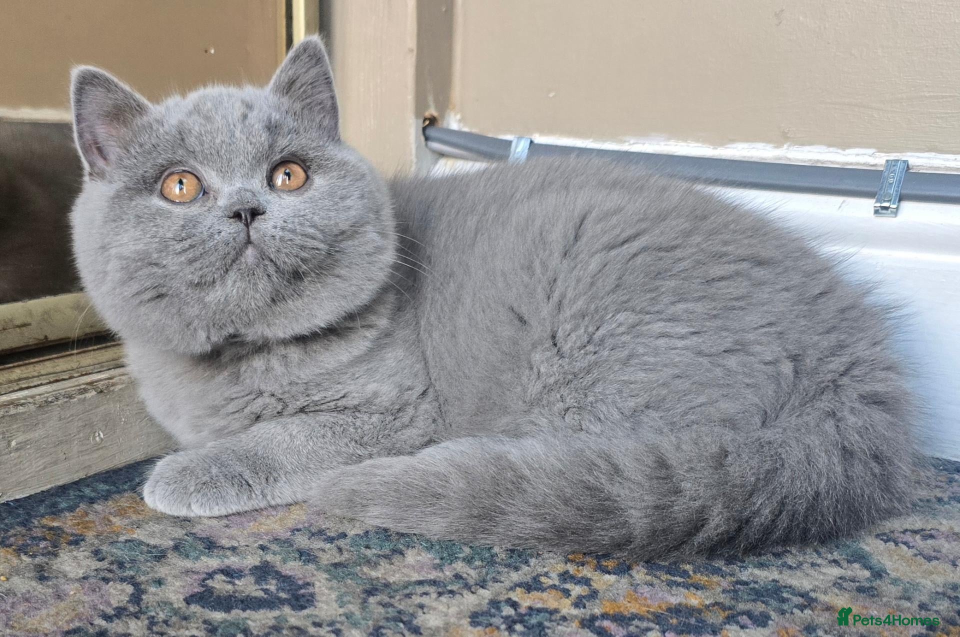British Shorthair cats 2 Stunning Teddy Bear British Short Hair Kittens - Advert 1