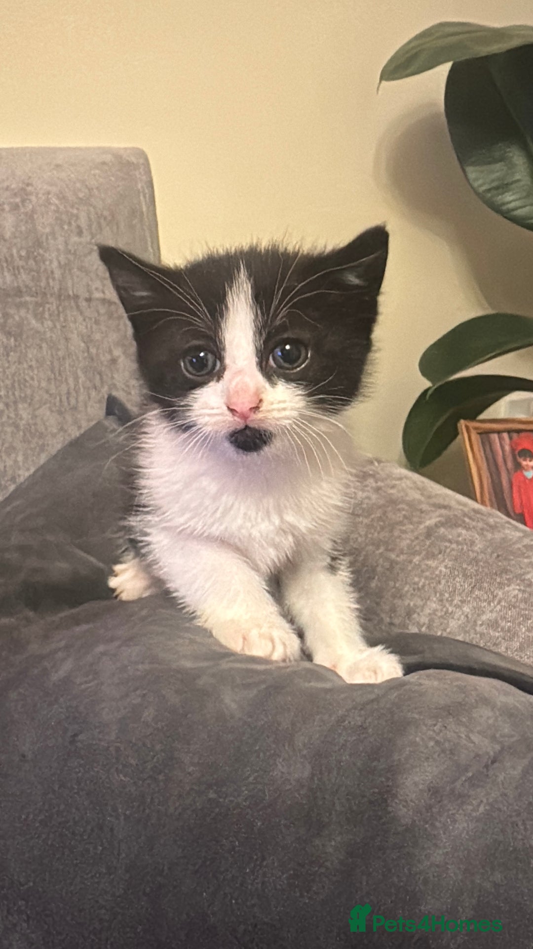 Mixed Breed cats for sale: 3 Beautiful kittens available - Advert 17