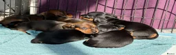 Miniature Dachshund dogs for sale: Miniature Smooth KC reg quality pups  - Advert 4