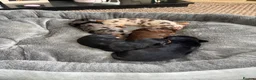 Dachshund dogs for sale: MINI dachshund LONG HAIRED 🐶 - Advert 3