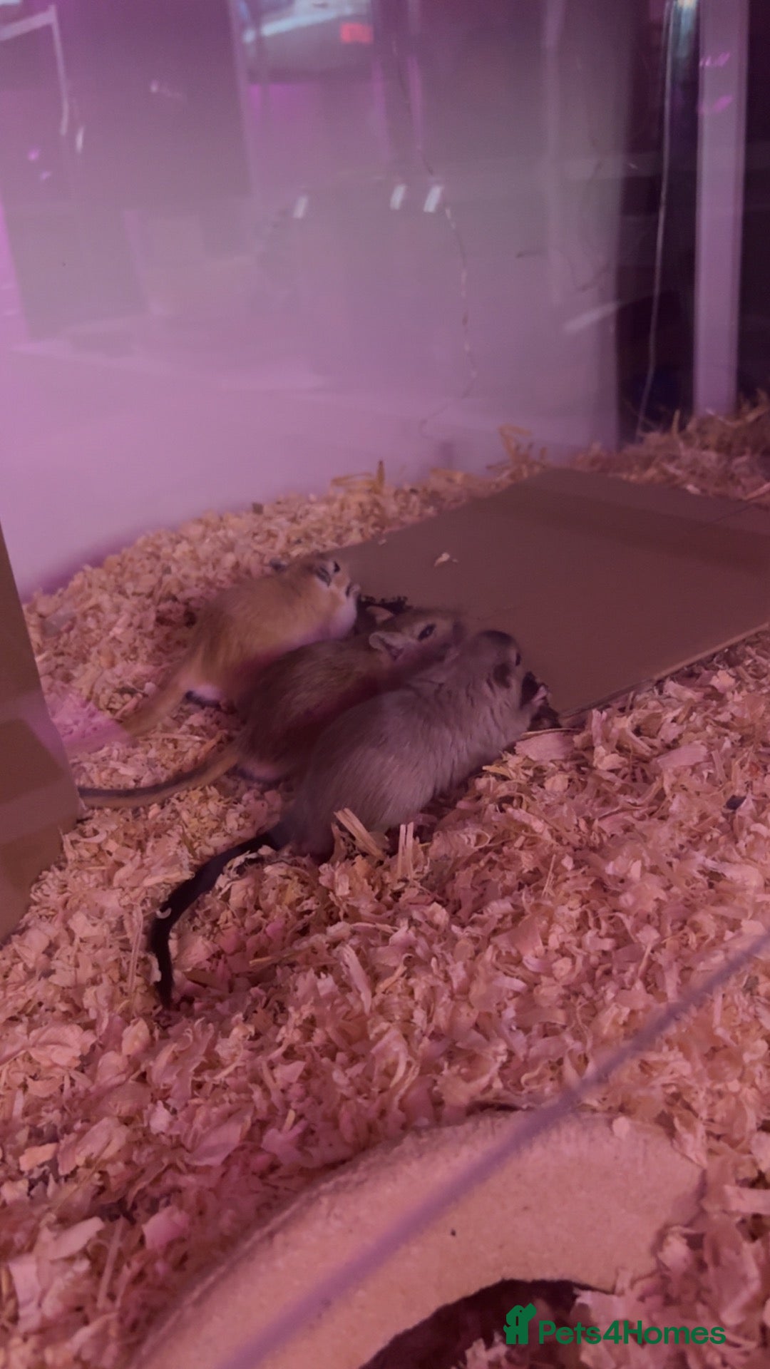 Gerbil rodents for sale: 4 male gerbils  - Advert 2