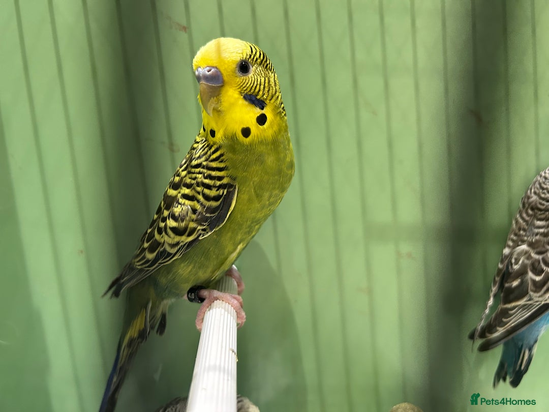 Budgerigars birds for sale: Budgies for Sale, all in good health  - Advert 2