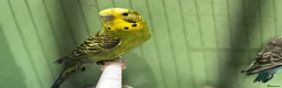 Budgerigars birds for sale: Budgies for Sale, all in good health  - Advert 10