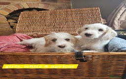 Cockapoo dogs for sale: UPDATE! 2 LEFT! - Image 2