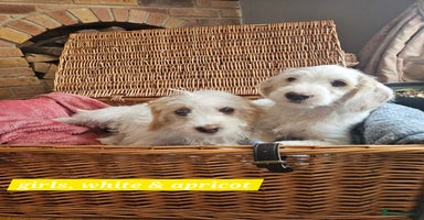 Cockapoo dogs - Advert 12