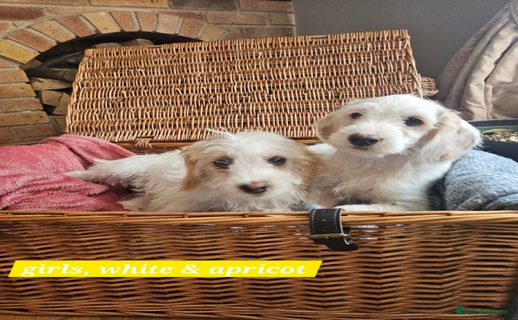 Cockapoo dogs - Advert 10