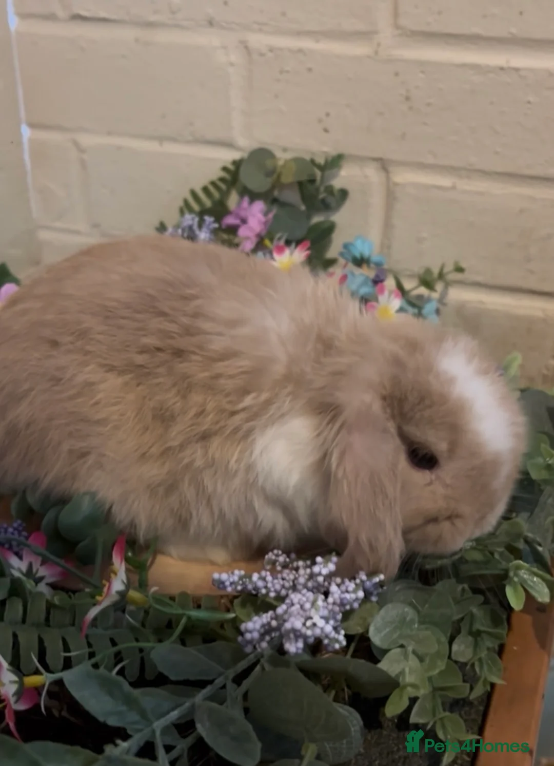 Mini Lop rabbits for sale: Mini lop  - Advert 2