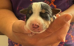 Jack Russell dogs for sale: Bred From Health Tested Parents - Image 13