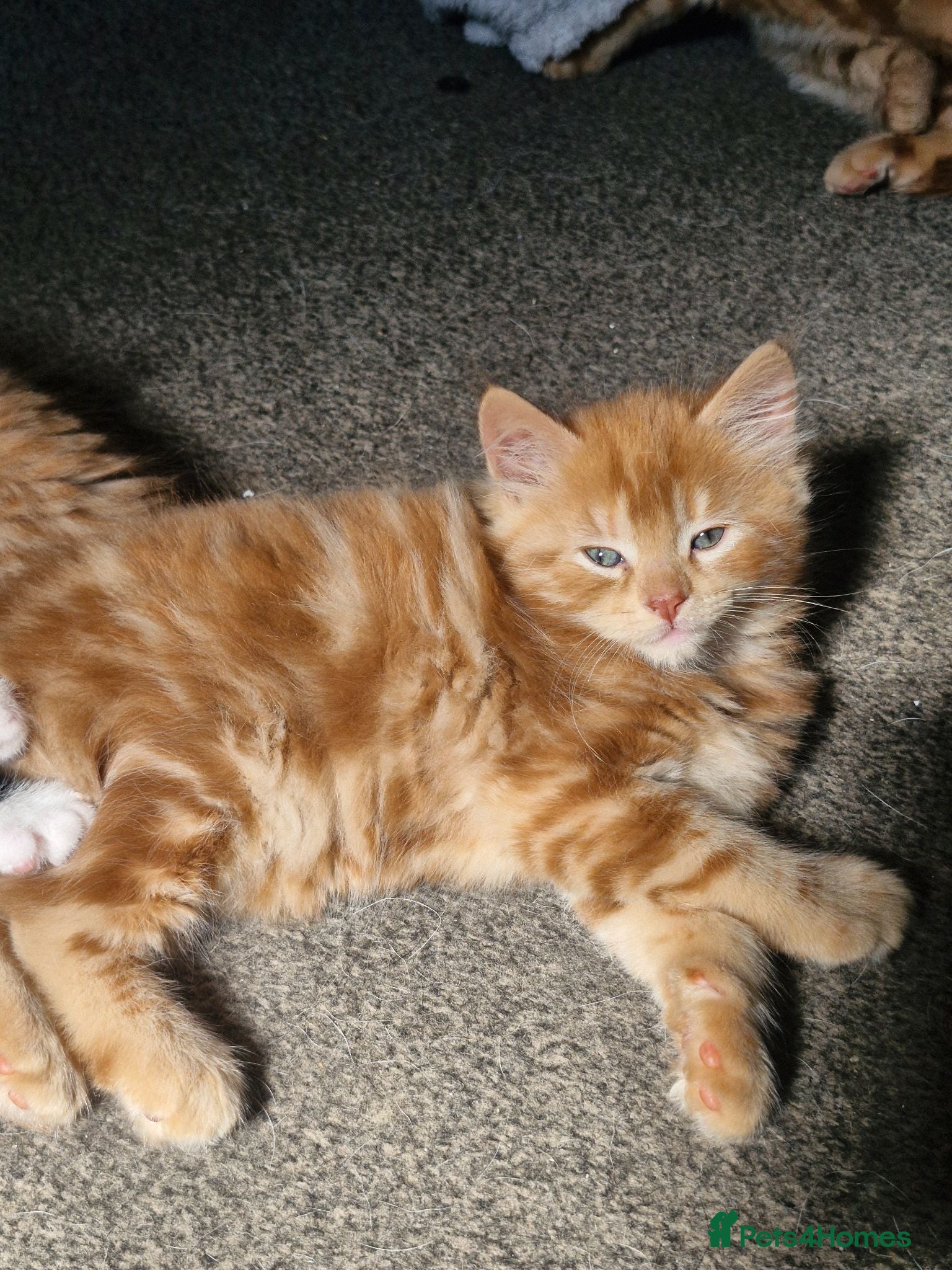 Mixed Breed cats Playful Cute ginger kittens ready for new homes - Advert 6