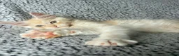 Maine Coon cats for sale: GCCF Maine Coon Kittens.  - Advert 14