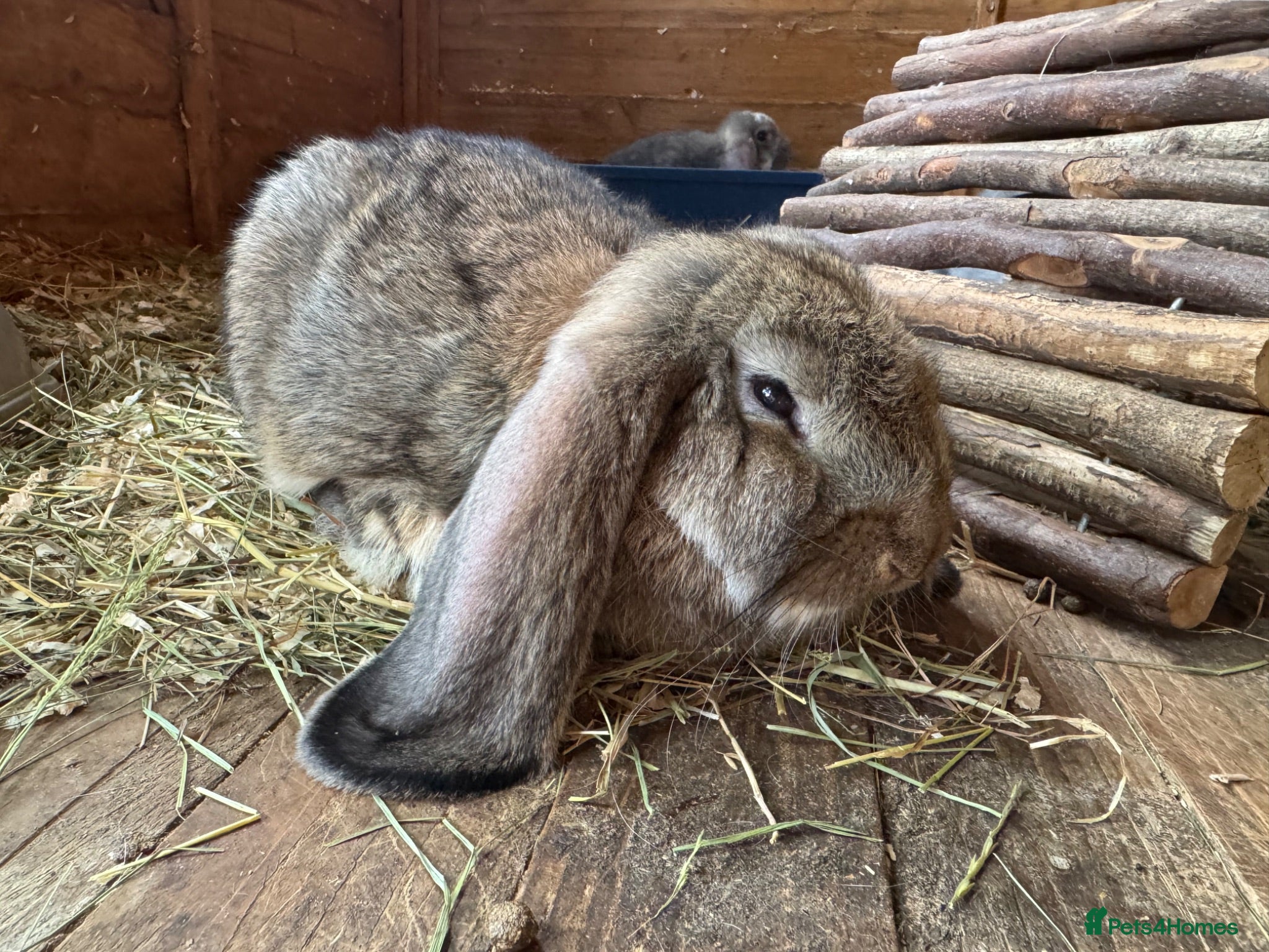 French Lop rabbits Ready in 1 Week • Quality French Lop Bunnies - Advert 2