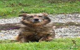 Mixed Breed dogs for adoption: Tommy - Gravesend. Kent  - Advert 4