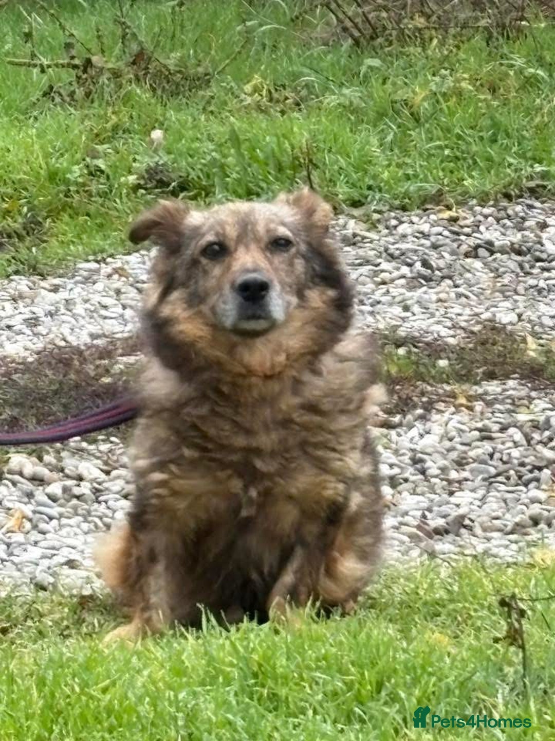 Mixed Breed dogs for adoption: Tommy - Gravesend. Kent  - Advert 4