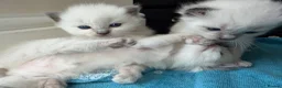 Ragdoll cats for sale: Ragdoll kittens in Blackburn - Advert 8
